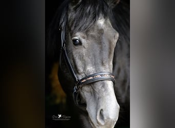 Other Breeds Mix, Stallion, 4 years, 14.2 hh, Gray-Dark-Tan