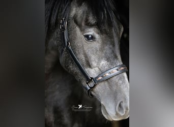 Other Breeds Mix, Stallion, 4 years, 14.2 hh, Gray-Dark-Tan