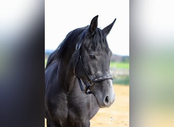 Other Breeds Mix, Stallion, 4 years, 14.2 hh, Gray-Dark-Tan