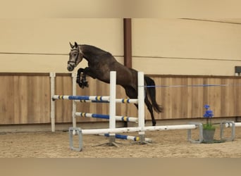 Other Breeds, Stallion, 4 years, 14.2 hh, Grey