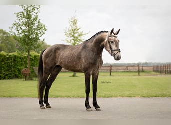 Other Breeds, Stallion, 4 years, 14.2 hh, Grey