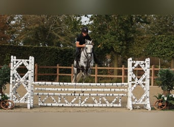 Other Breeds, Stallion, 4 years, 14 hh