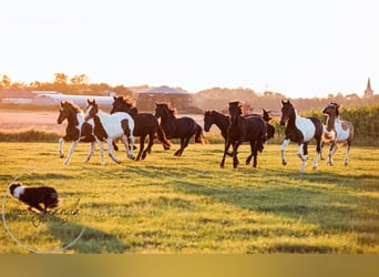 Other Breeds, Stallion, 4 years, 14,2 hh, Dun