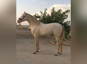Other Breeds Mix, Stallion, 4 years, 15.2 hh