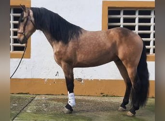 Other Breeds Mix, Stallion, 4 years, 15,3 hh, Overo-all-colors