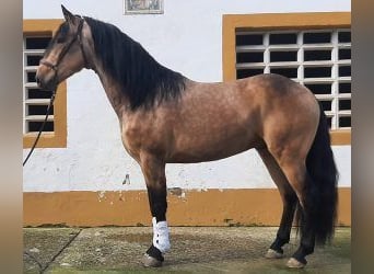Other Breeds Mix, Stallion, 4 years, 15,3 hh, Overo-all-colors