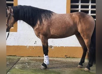 Other Breeds Mix, Stallion, 4 years, 15,3 hh, Overo-all-colors