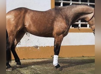 Other Breeds Mix, Stallion, 4 years, 15,3 hh, Overo-all-colors