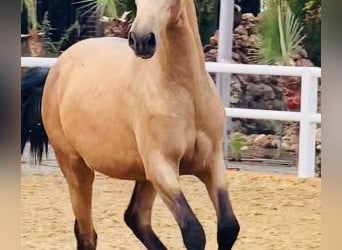 Other Breeds Mix, Stallion, 4 years, 16,1 hh, Bay