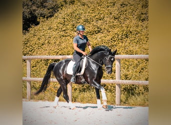 Other Breeds, Stallion, 4 years, 16.1 hh, Black