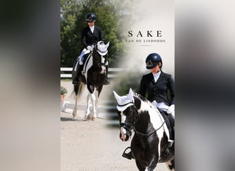 Other Breeds, Stallion, 4 years, 16.3 hh, Pinto