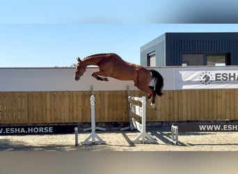 Other Breeds, Stallion, 4 years, 16 hh
