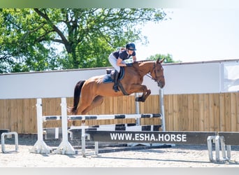 Other Breeds, Stallion, 4 years, 16 hh