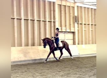 Other Breeds, Stallion, 4 years, 17.1 hh, Chestnut-Red