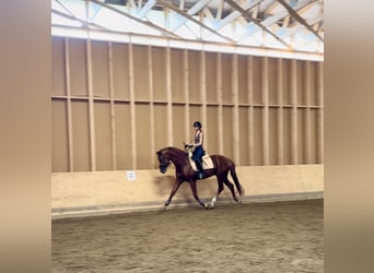 Other Breeds, Stallion, 4 years, 17.1 hh, Chestnut-Red