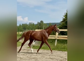 Other Breeds, Stallion, 4 years, 17.1 hh, Chestnut-Red