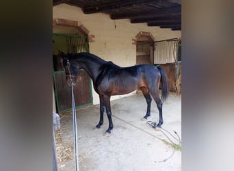 Other Breeds, Stallion, 5 years, 14.1 hh, Brown