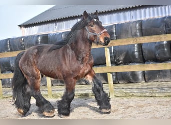Other Breeds, Stallion, 5 years, 15.3 hh, Bay