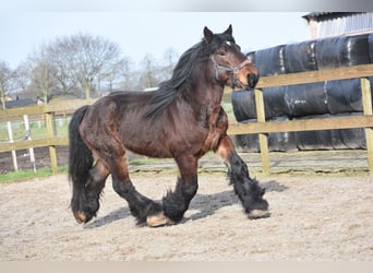 Other Breeds, Stallion, 5 years, 15.3 hh, Bay
