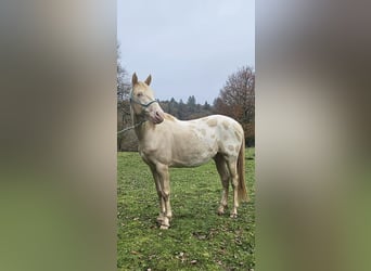 Other Breeds, Stallion, 5 years, 15,1 hh, Perlino