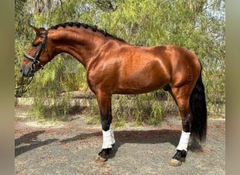 Other Breeds, Stallion, 5 years, 16 hh, Bay