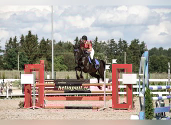 Other Breeds Mix, Stallion, 5 years, 16,1 hh, Black