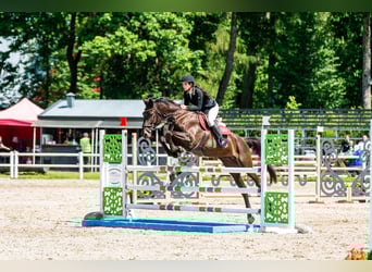 Other Breeds Mix, Stallion, 5 years, 16,1 hh, Black