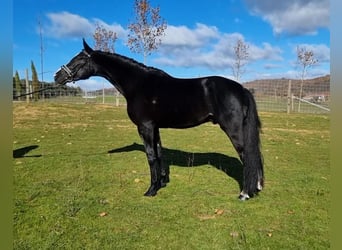 Other Breeds Mix, Stallion, 5 years, 17 hh, Bay
