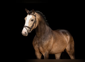 Other Breeds, Stallion, 6 years, 13.2 hh, Buckskin