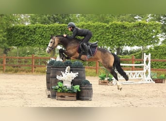 Other Breeds, Stallion, 6 years, 13.2 hh, Buckskin