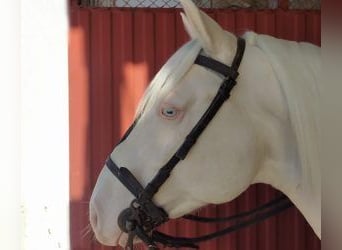Other Breeds Mix, Stallion, 6 years, 15.1 hh, Overo-all-colors