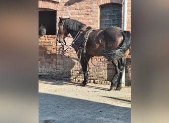 Other Breeds, Stallion, 6 years, 16.1 hh, Brown