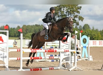 Other Breeds, Stallion, 6 years, 16.1 hh