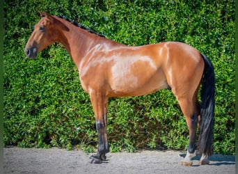 Other Breeds, Stallion, 6 years, 16 hh, Brown