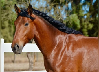 Other Breeds, Stallion, 6 years, 16 hh, Brown