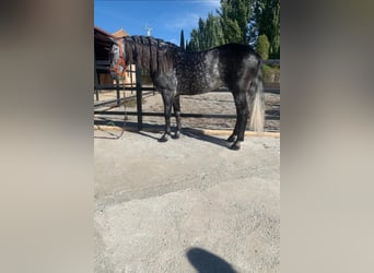 Other Breeds, Stallion, 7 years, 15.2 hh, Gray