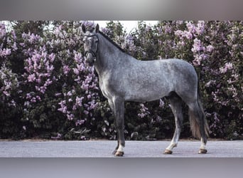 Other Breeds, Stallion, 7 years, 16 hh, Gray