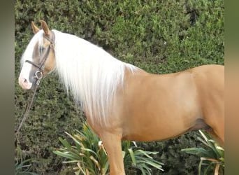 Other Breeds Mix, Stallion, 7 years, 16,1 hh, Overo-all-colors