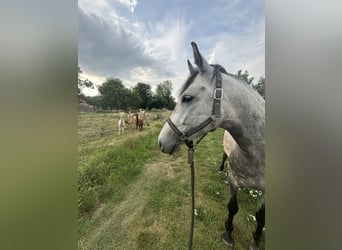 Other Breeds Mix, Stallion, 7 years, Gray-Dark-Tan