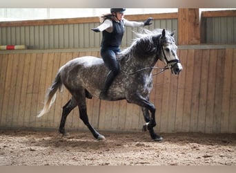 Other Breeds, Stallion, 8 years, 15.1 hh, Grey-Dark-Tan