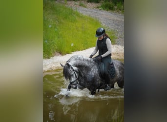 Other Breeds, Stallion, 8 years, 15.1 hh, Grey-Dark-Tan
