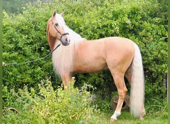 Other Breeds Mix, Stallion, 8 years, 16,1 hh, Palomino