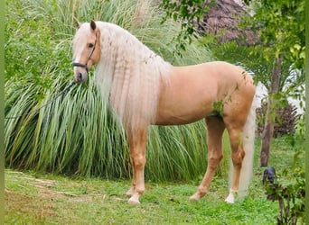 Other Breeds Mix, Stallion, 8 years, 16,1 hh, Palomino