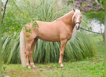 Other Breeds Mix, Stallion, 8 years, 16,1 hh, Palomino