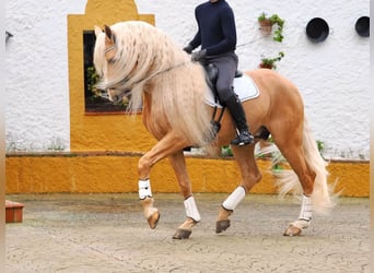 Other Breeds Mix, Stallion, 8 years, 16,1 hh, Palomino