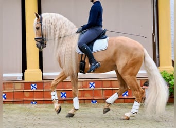 Other Breeds Mix, Stallion, 8 years, 16,1 hh, Palomino