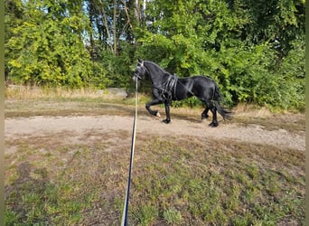 Other Breeds, Stallion, 8 years, 16 hh, Smoky-Black