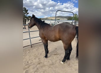 Other Breeds, Stallion, 8 years, Brown