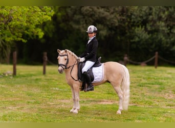 Other Breeds Mix, Stallion, 9 years, 11 hh, Palomino