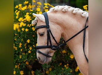 Other Breeds Mix, Stallion, 9 years, 11 hh, Palomino